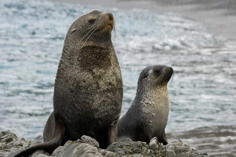 South Georgia Island Mother fur seal and pup White Modern Wood Framed Art Print with Double Matting by Paulson, Don