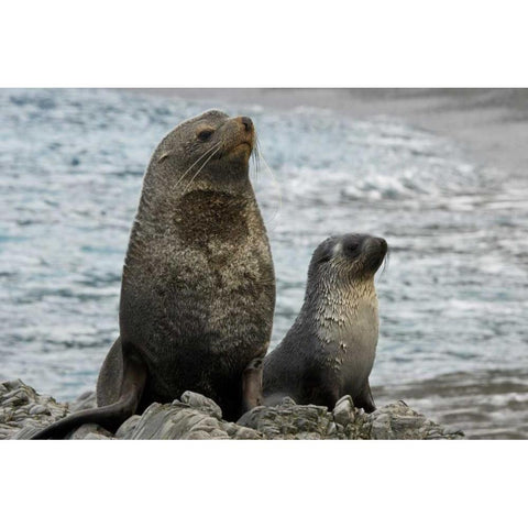 South Georgia Island Mother fur seal and pup Black Modern Wood Framed Art Print with Double Matting by Paulson, Don