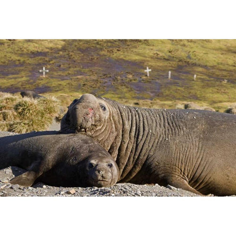 South Georgia Isl Bull elephant seal with harem Black Modern Wood Framed Art Print with Double Matting by Paulson, Don