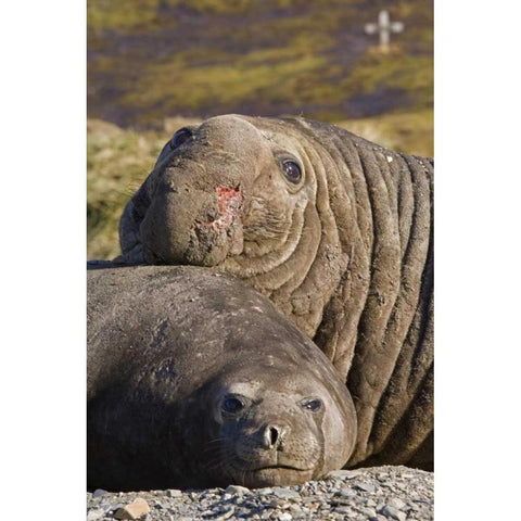 South Georgia Isl Bull elephant seal and female Gold Ornate Wood Framed Art Print with Double Matting by Paulson, Don