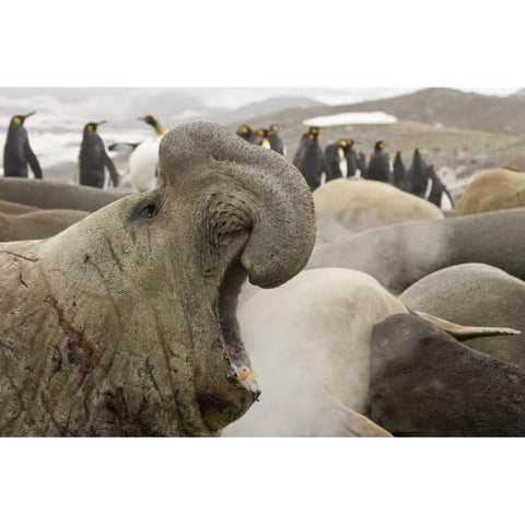 South Georgia Isl Scarred elephant seal roaring White Modern Wood Framed Art Print by Paulson, Don