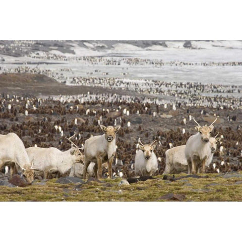 South Georgia Isl, Reindeers and king penguins Black Modern Wood Framed Art Print by Paulson, Don