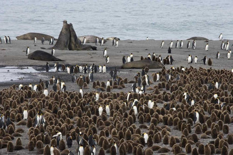 South Georgia Isl, Bull elephant seals fighting White Modern Wood Framed Art Print with Double Matting by Paulson, Don