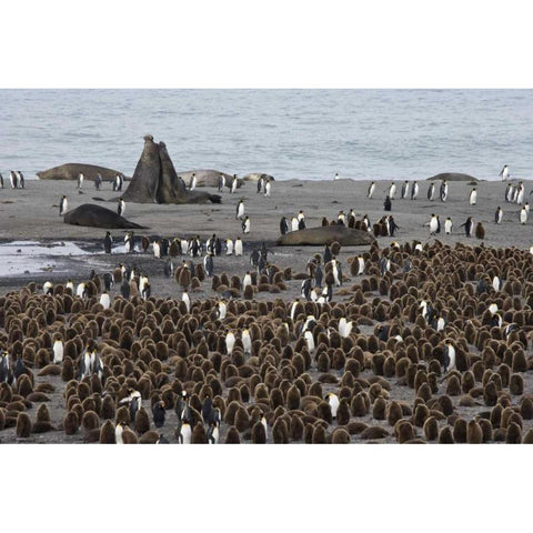 South Georgia Isl, Bull elephant seals fighting Black Modern Wood Framed Art Print by Paulson, Don