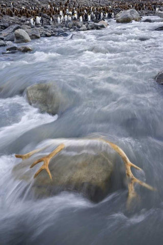 South Georgia Isl, River by king penguin colony White Modern Wood Framed Art Print with Double Matting by Paulson, Don