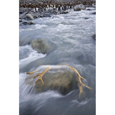 South Georgia Isl, River by king penguin colony White Modern Wood Framed Art Print by Paulson, Don