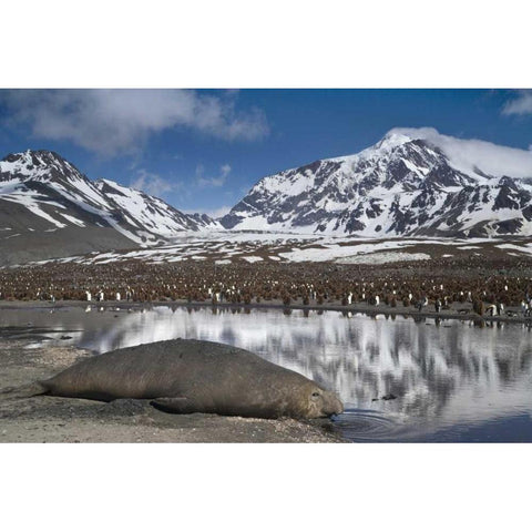 South Georgia Isl, Elephant seal and king penguin Gold Ornate Wood Framed Art Print with Double Matting by Paulson, Don