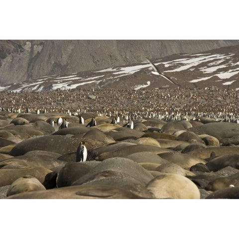South Georgia Isl, King penguin and elephant seal Black Modern Wood Framed Art Print with Double Matting by Paulson, Don