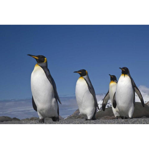 South Georgia Island King penguins marching Gold Ornate Wood Framed Art Print with Double Matting by Paulson, Don