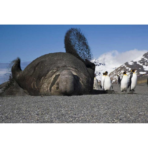 South Georgia Isl Bull elephant seal throws sand Black Modern Wood Framed Art Print by Paulson, Don