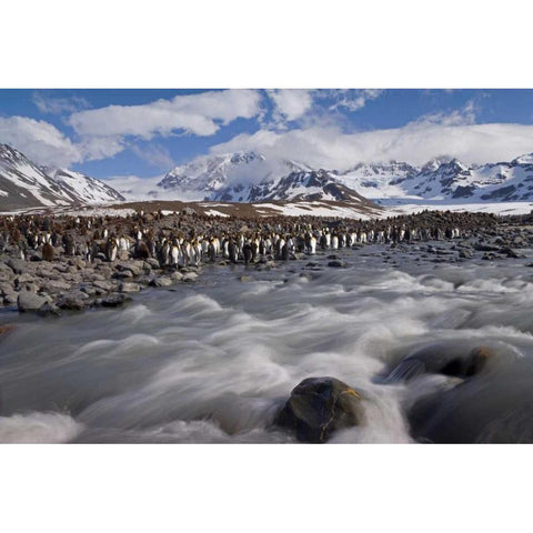 South Georgia Island, King penguin colony Black Modern Wood Framed Art Print by Paulson, Don