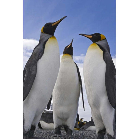 South Georgia Island Three king penguins White Modern Wood Framed Art Print by Paulson, Don
