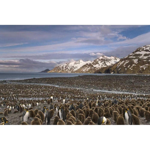 South Georgia Island, King penguin colony Black Modern Wood Framed Art Print by Paulson, Don