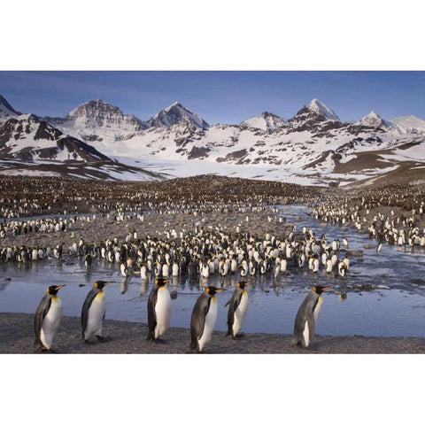 South Georgia Island, King penguin colony Black Modern Wood Framed Art Print by Paulson, Don