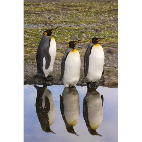 South Georgia Island, Three king penguins Black Modern Wood Framed Art Print by Paulson, Don