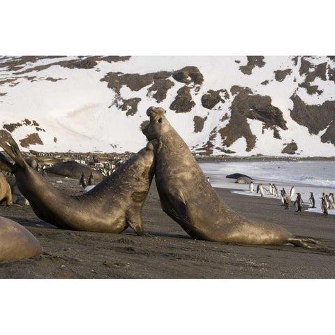 South Georgia Island Elephant seals fighting White Modern Wood Framed Art Print by Paulson, Don