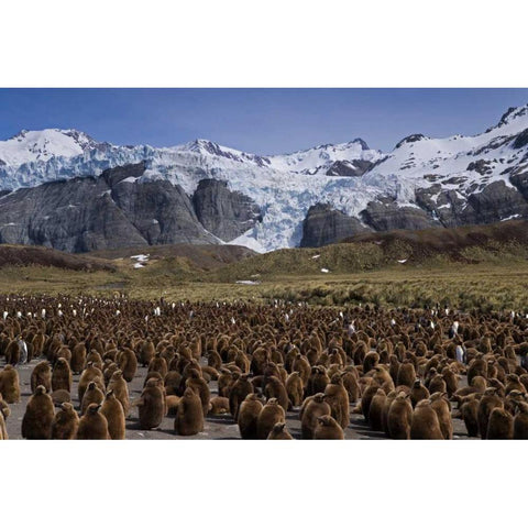 South Georgia Isl, King penguin colony Black Modern Wood Framed Art Print with Double Matting by Paulson, Don