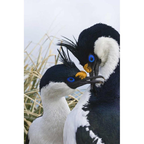 South Georgia Island Blue-eyed cormorants Black Modern Wood Framed Art Print by Paulson, Don