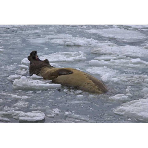 South Georgia Island Bull elephant seal in sea White Modern Wood Framed Art Print by Paulson, Don