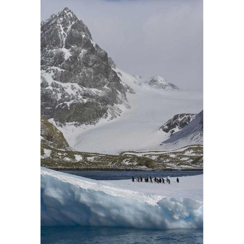 South Georgia Island Gentoo penguins on iceberg White Modern Wood Framed Art Print by Paulson, Don