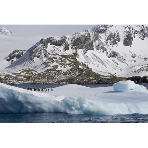 South Georgia Island Gentoo penguins on iceberg Black Modern Wood Framed Art Print by Paulson, Don