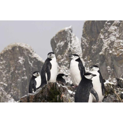 South Georgia Isl, Cooper Bay Chinstrap penguins White Modern Wood Framed Art Print by Paulson, Don