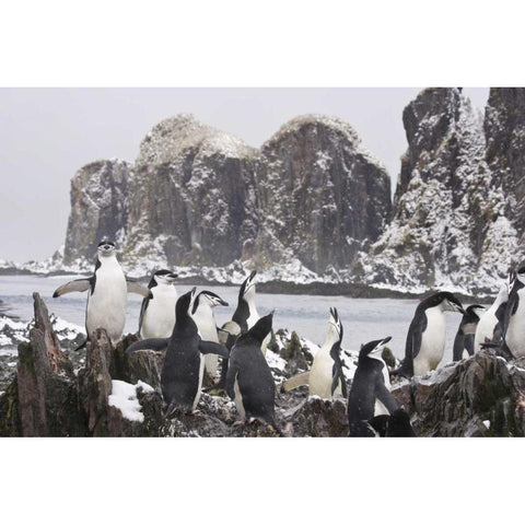 South Georgia Isl, Cooper Bay Chinstrap penguins Black Modern Wood Framed Art Print by Paulson, Don