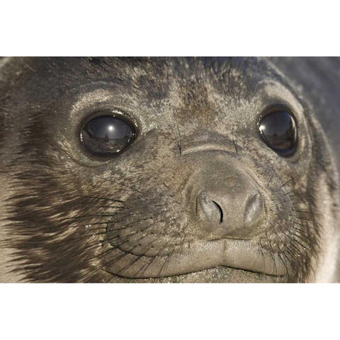 South Georgia Island Of elephant seal pups face Black Modern Wood Framed Art Print by Paulson, Don