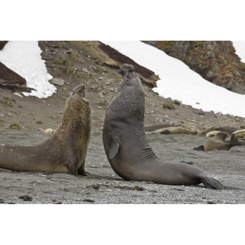 South Georgia Island Elephant seals fighting Gold Ornate Wood Framed Art Print with Double Matting by Paulson, Don