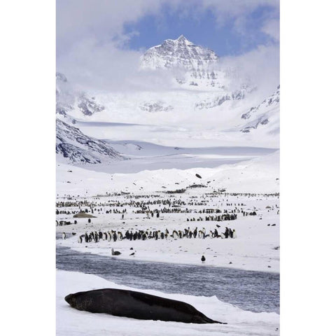 South Georgia Isl, Seal and Penguin colony Gold Ornate Wood Framed Art Print with Double Matting by Paulson, Don