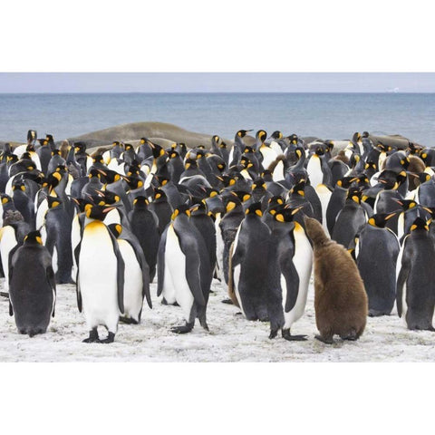 South Georgia Isl King penguin chick Black Modern Wood Framed Art Print by Paulson, Don