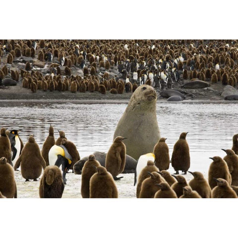 South Georgia Isl, Elephant seal and king penguin Black Modern Wood Framed Art Print by Paulson, Don