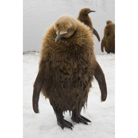 South Georgia Island Dripping king penguin chick White Modern Wood Framed Art Print by Paulson, Don