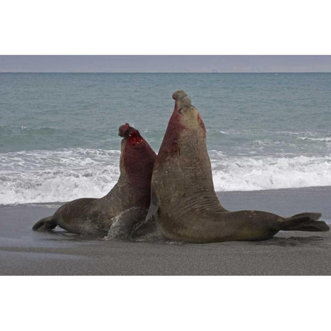 South Georgia Island Bull elephant seals fight Black Modern Wood Framed Art Print by Paulson, Don