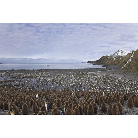 South Georgia Isl, King penguin colony White Modern Wood Framed Art Print by Paulson, Don
