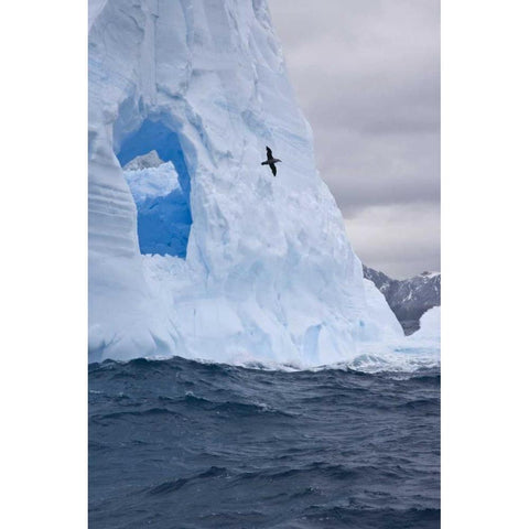 South Georgia Island Albatross by an iceberg Black Modern Wood Framed Art Print with Double Matting by Paulson, Don