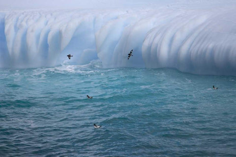 South Georgia Island Cape petrels by iceberg Black Ornate Wood Framed Art Print with Double Matting by Paulson, Don