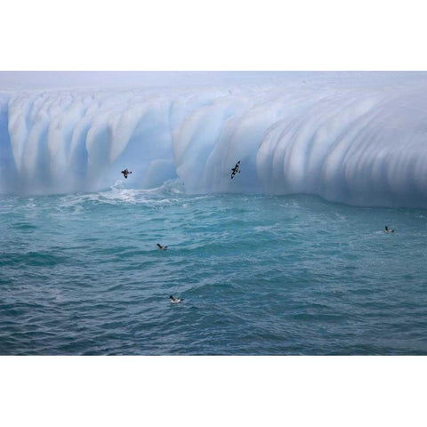 South Georgia Island Cape petrels by iceberg White Modern Wood Framed Art Print by Paulson, Don