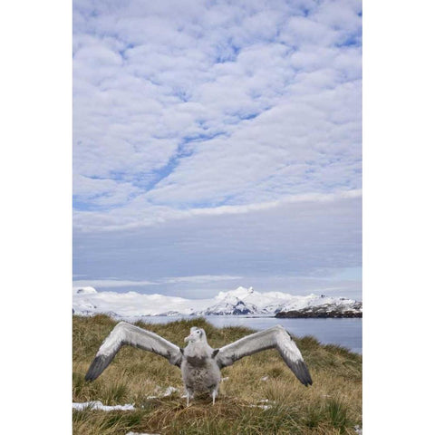 South Georgia Isl Wandering albatross chick Gold Ornate Wood Framed Art Print with Double Matting by Paulson, Don