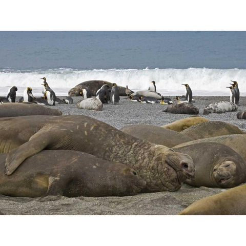 South Georgia Isl, Seals and Penguins on beach Black Modern Wood Framed Art Print by Paulson, Don