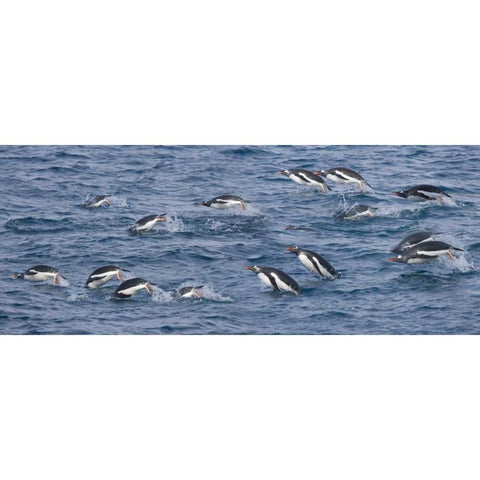 South Georgia Island Gentoo penguins leaping White Modern Wood Framed Art Print by Paulson, Don