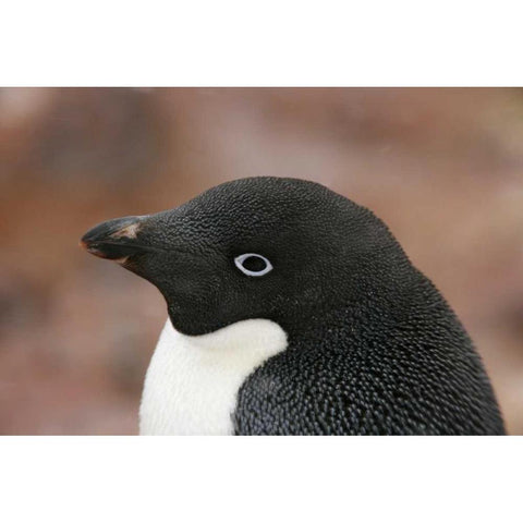 Antarctica, Brown Bluff Adelie penguin adult Black Modern Wood Framed Art Print by Morris, Arthur