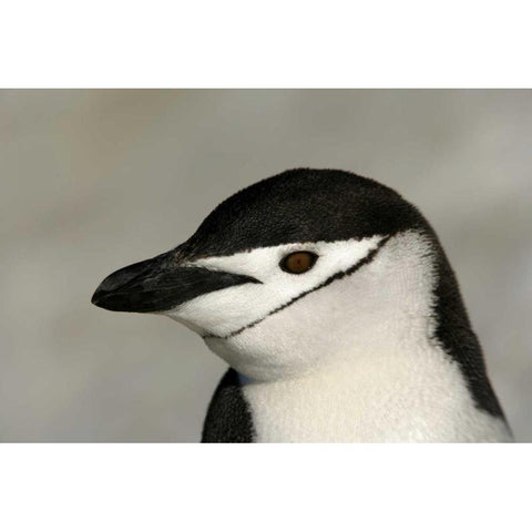 Antarctica, Half Moon IslandChinstrap penguin Black Modern Wood Framed Art Print by Morris, Arthur