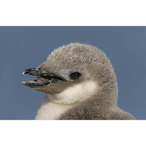 Antarctica, Half Moon IslChinstrap penguin chick Black Modern Wood Framed Art Print by Morris, Arthur