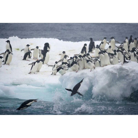 Antarctica, Adelie penguins leaping off iceberg Black Modern Wood Framed Art Print by Morris, Arthur