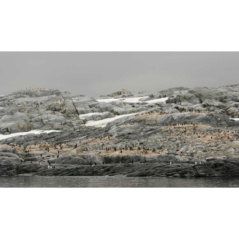 Antarctica, Pleneau Island Gentoo penguin Black Modern Wood Framed Art Print by Morris, Arthur