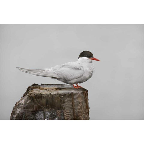 Antarctica, Grytviken Antarctic Tern on post Gold Ornate Wood Framed Art Print with Double Matting by Grall, Don