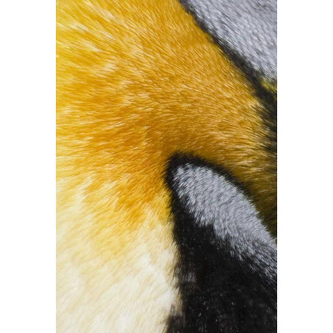 Antarctica, St Andrews Bay King penguin Black Modern Wood Framed Art Print by Grall, Don