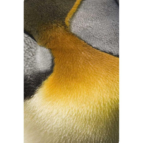 Antarctica, Salisbury Plain King penguin Black Modern Wood Framed Art Print by Grall, Don