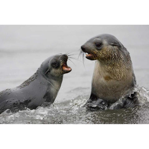 Antarctica Antarctic Fur Seals sparring Black Modern Wood Framed Art Print with Double Matting by Grall, Don